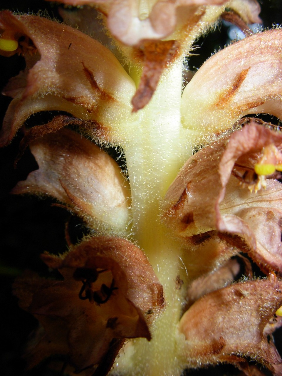 Orobanche rapum-genistae / Succiamele delle ginestre